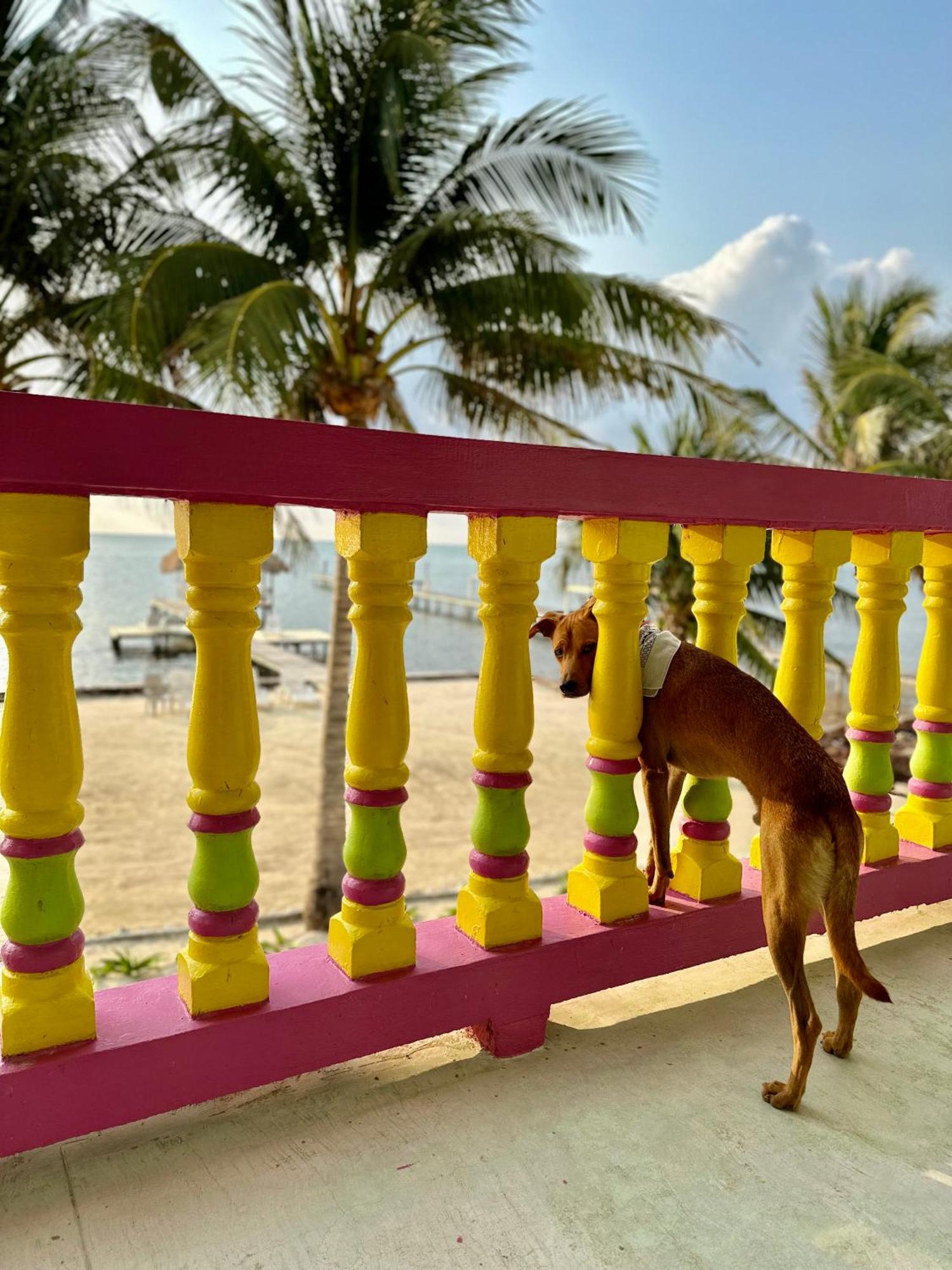 Barefoot Beach Belize Caye Caulker Bagian luar foto